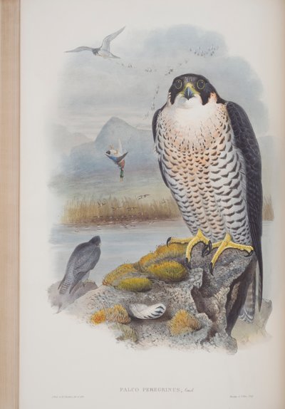 Falco Peregrinus, plate from The Birds of Great Britain by John Gould by John Gould